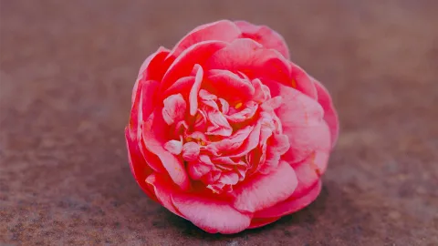 Fiore simile a una rosa, appoggiato su una superficie arrugginita
